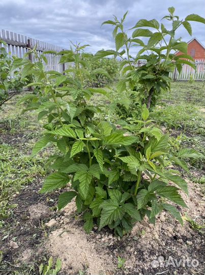 Малина Таруса