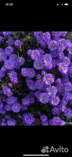 Астры октябринки