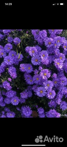 Астры октябринки