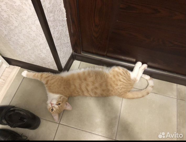 Кот