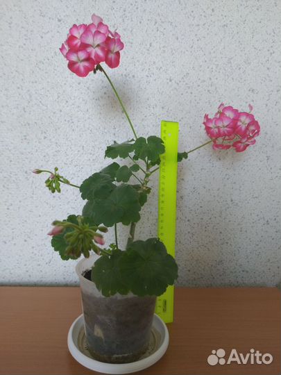 Пеларгония, комнатные и садовые растения