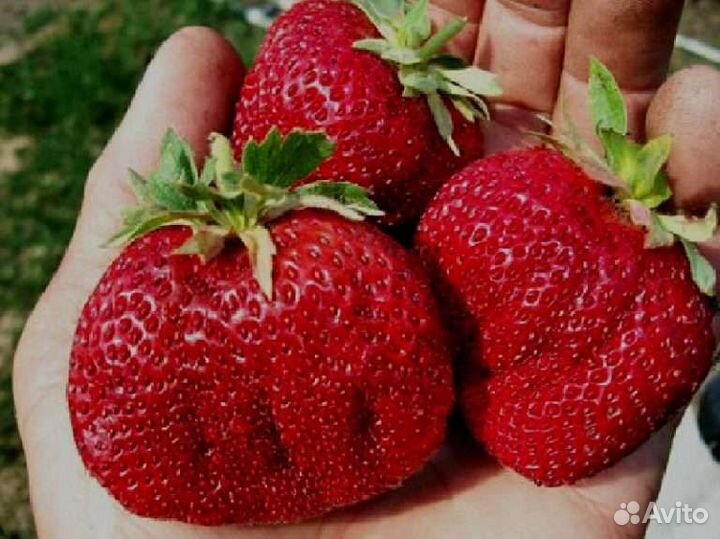 Рассада клубники Гигантелла maxima