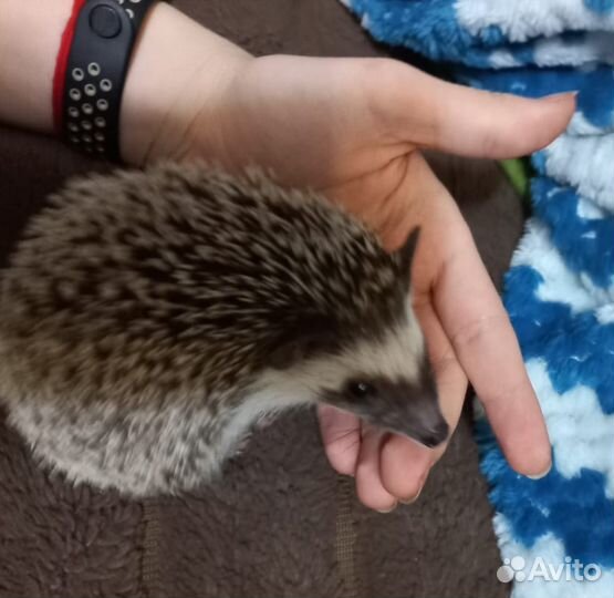 Африканский карликовый ежик