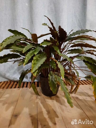 Большие комнатные цветы
