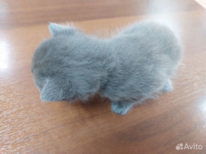 Шотландская