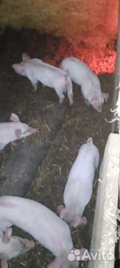 Домашние животные