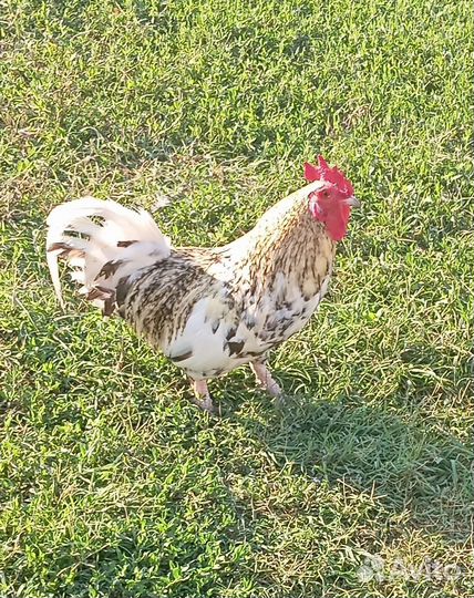 Карликовый петух