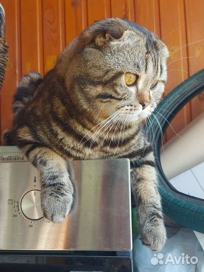 Вязка с шотландским котом