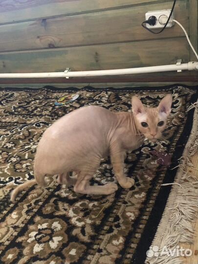 Кошечки сфинкс донской браш