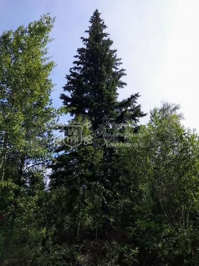 Участок 10 сот. (СНТ, ДНП)