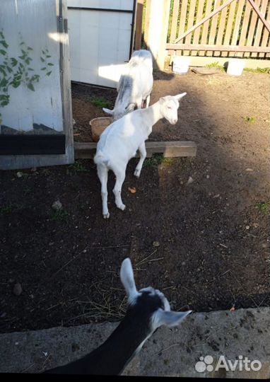 Коза нубийская