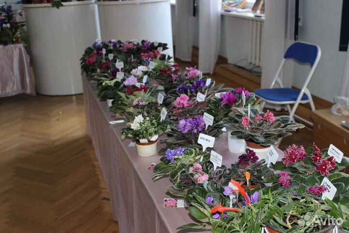 Выставка-продажа комнатных растений