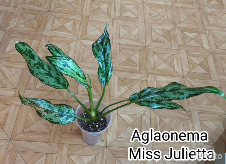 Аглаонема Miss Julietta / Мисс Джульетта