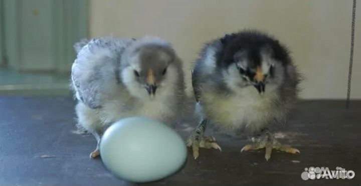 Амераукана 7 суток