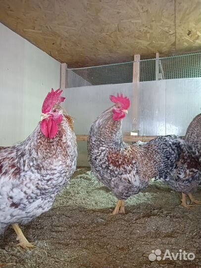 Билефельдер окрас-Криль