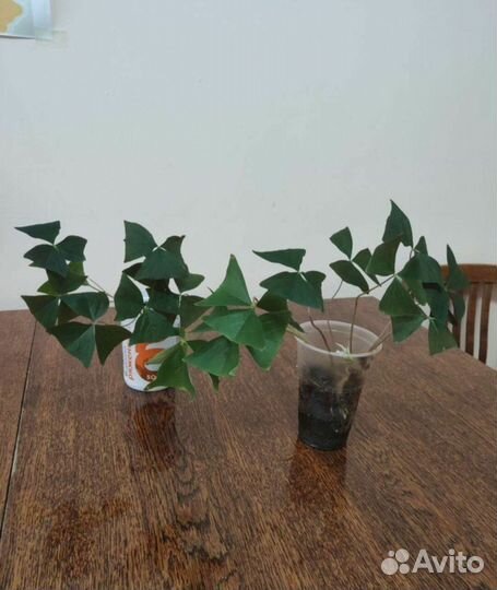 Комнатные цветы кислица