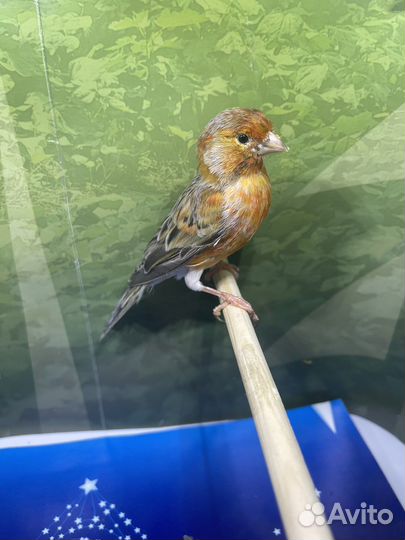 Кенар поющий