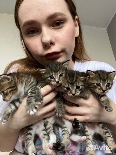 Котята в добрые руки