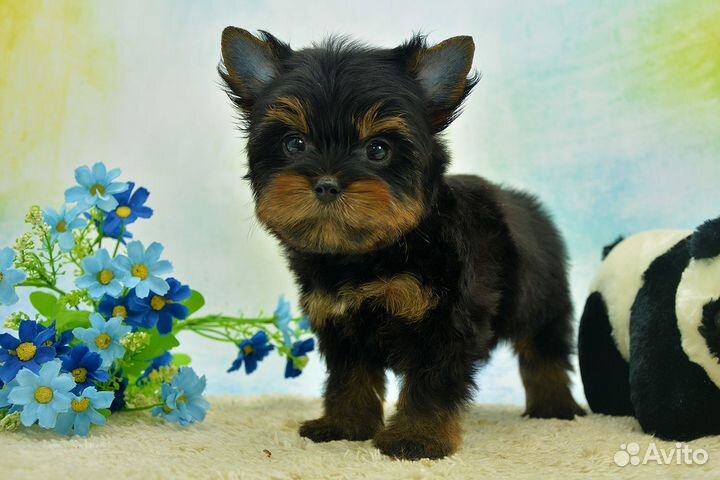 Цветной йорк, мальчик Лаки