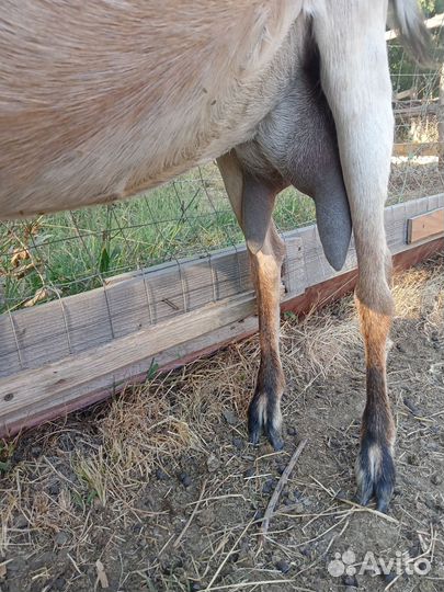 Козы, козлы