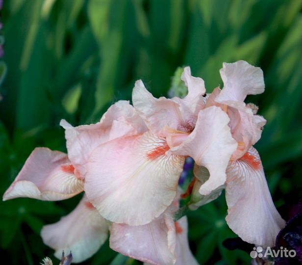 Ирисы сортовые