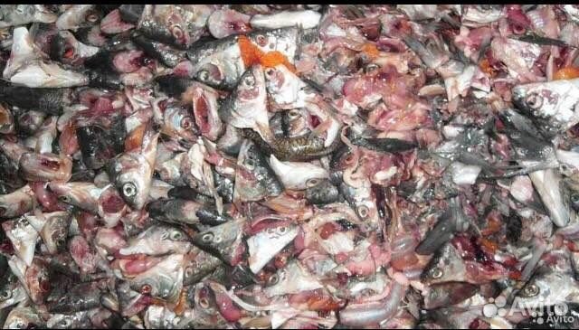 Рыбные отходы