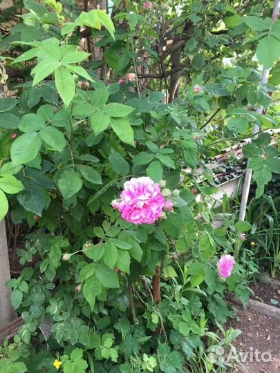 Крымская Чайная роза.Саженцы