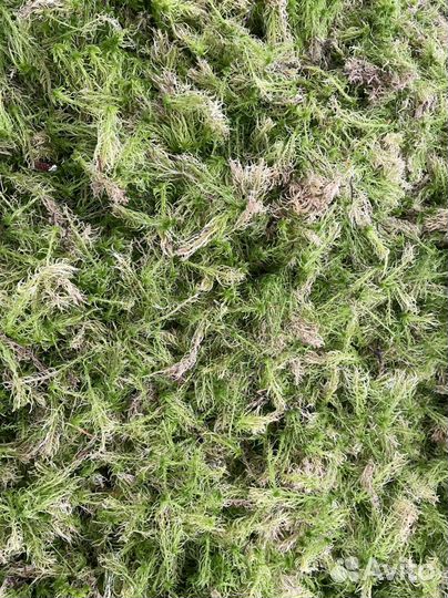 Мох сфагнум живой