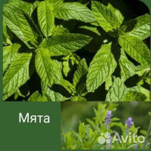 Семена мяты и мелисы