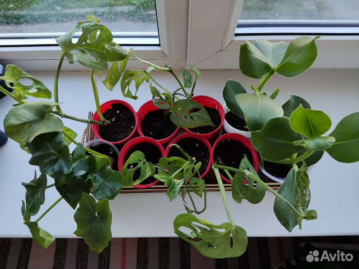 Комнатные цветы отростки