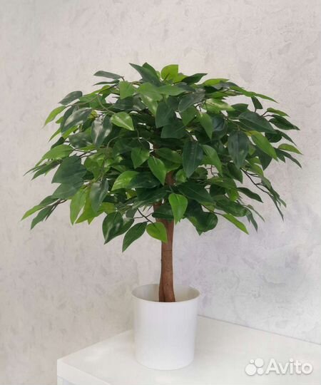 Искусственные растения и деревья Фикус