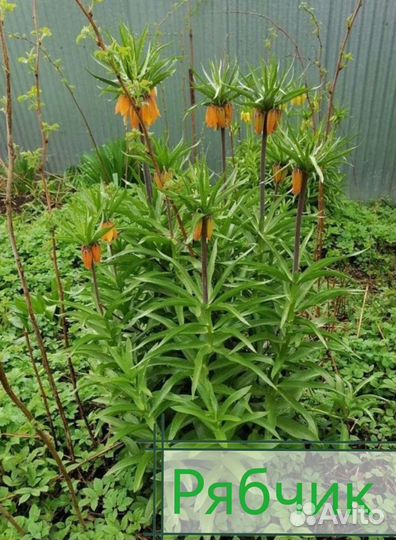 Пионы, хосты, лилейники, ирисы, рябчик и тд