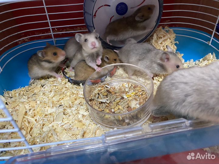 Сирийские хомячки