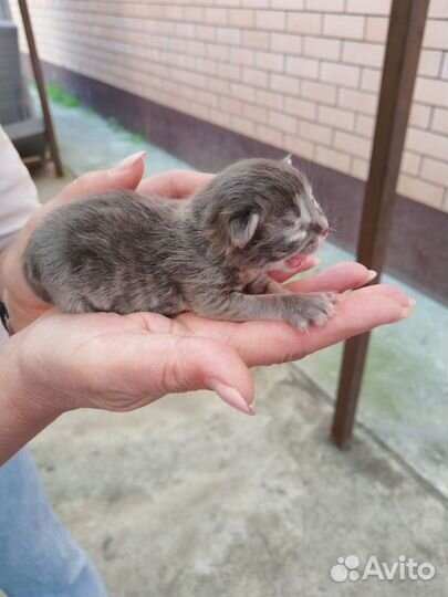 Котята в дар бесплатно