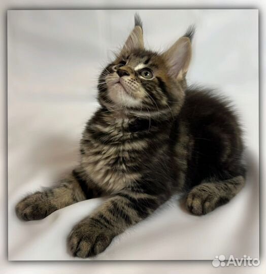 Мейн-кун мальчик