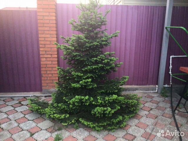 Ель голубая, пихта, кедр, рябина. Саженцы