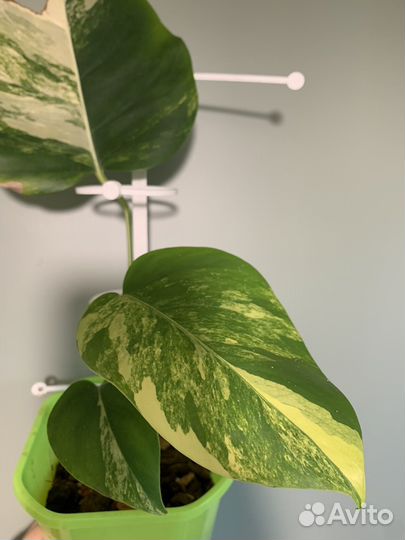 Монстера вариегатная желтая