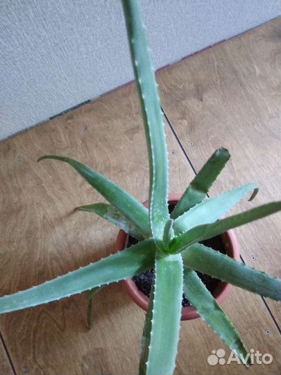 Алоэ вера лечебный