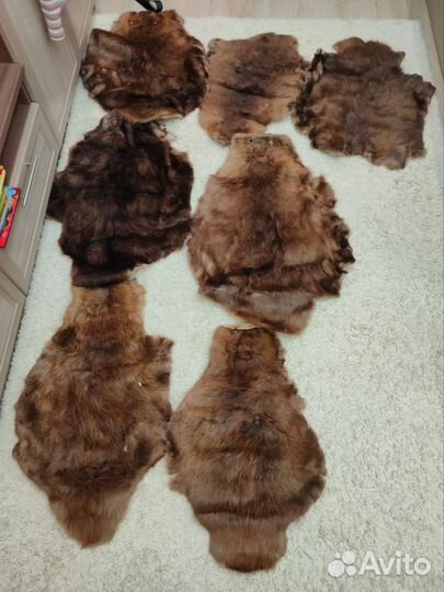 Шкура барсука