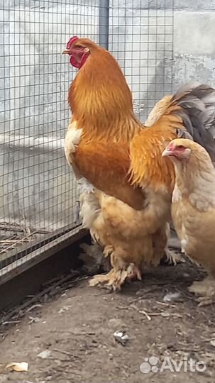 Инкубационное яйцо