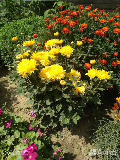 Хризантема корейская