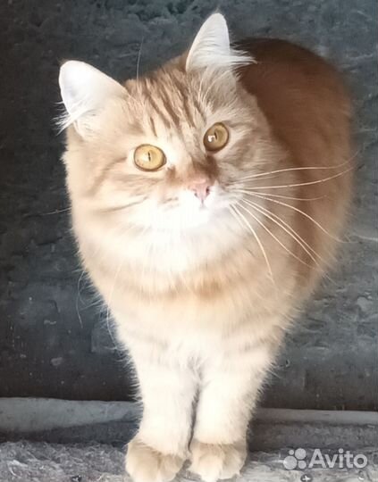 Котик в добрые руки