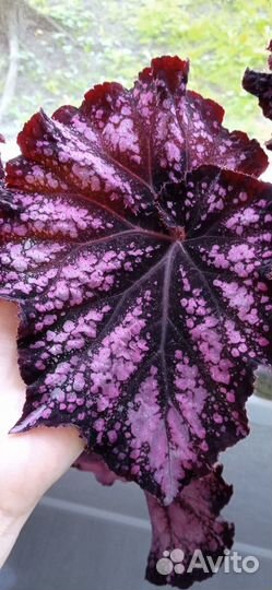 Бегония декоративно-лиственная