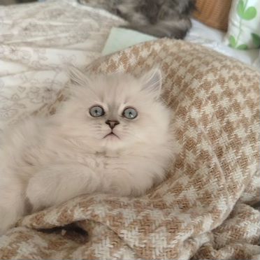 Шотландский прямоухий длинношёрстный котёнок