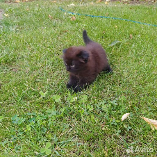 Котик шотландец