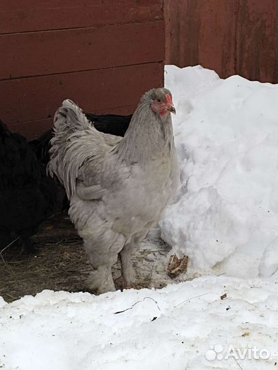 Инкубационное яйцо кур