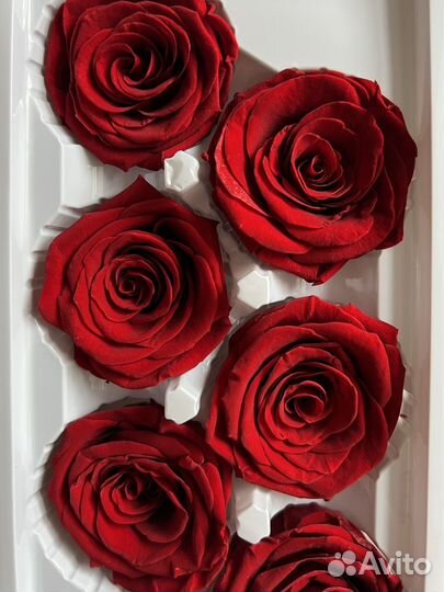 Стабилизированные розы классические красные d5см