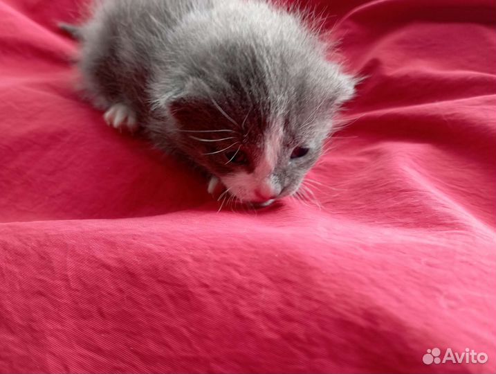 Котенок длинношерстный мальчик серо-белый