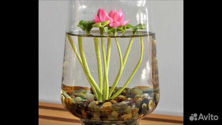 Семена Лотоса