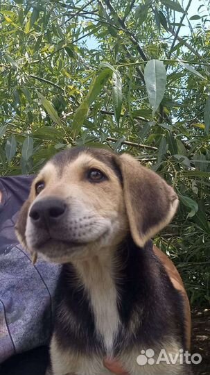 Бигль бесплатно